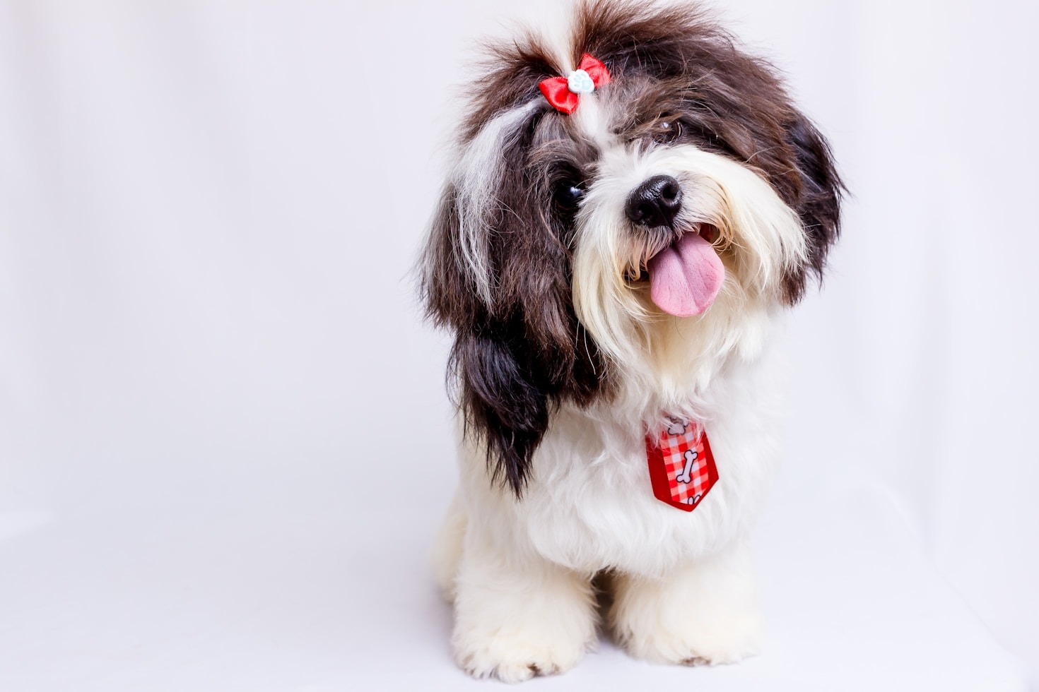The Benefits of Natural Pet Grooming