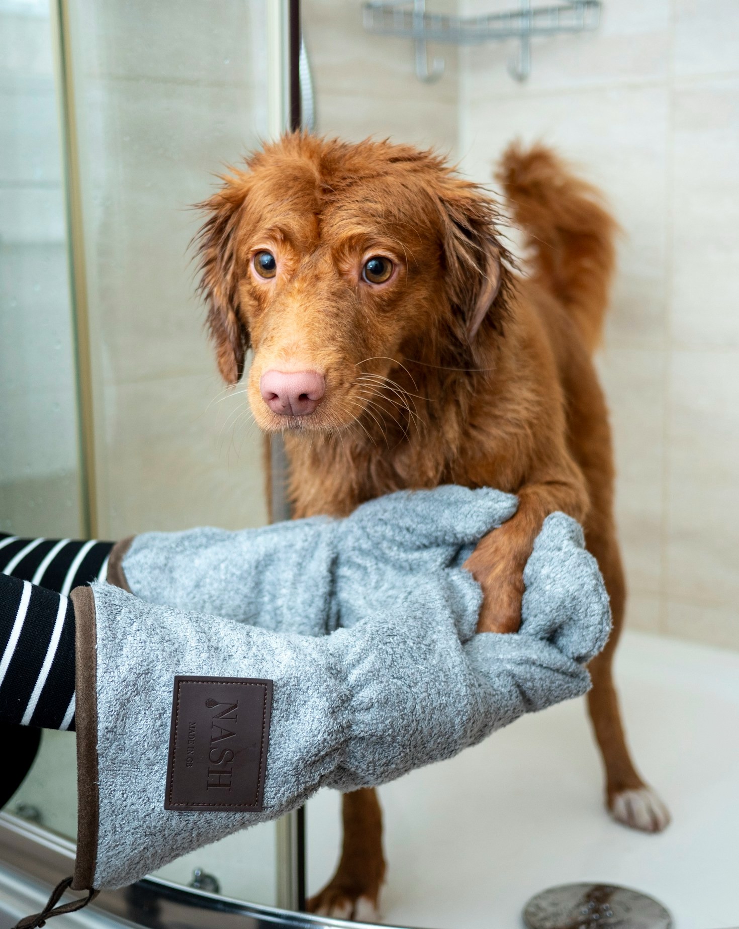 Why Choose Holistic Grooming for Your Fur Baby